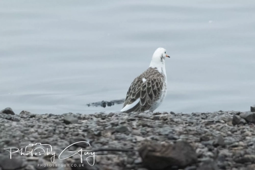 26 December 2024 , Martin Mere, Lancashire