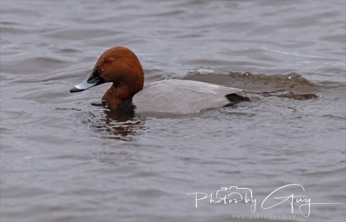 29 December 2024 Pochard, Martin Mere, Lancashire