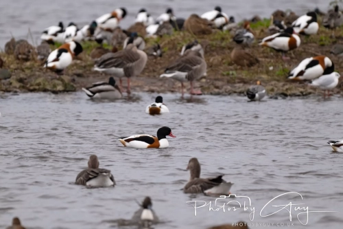 29 December 2024 Martin Mere, Lancashire