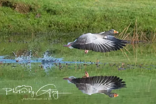 11 Nov 2024 : Parkside, Cumbria - Greylag