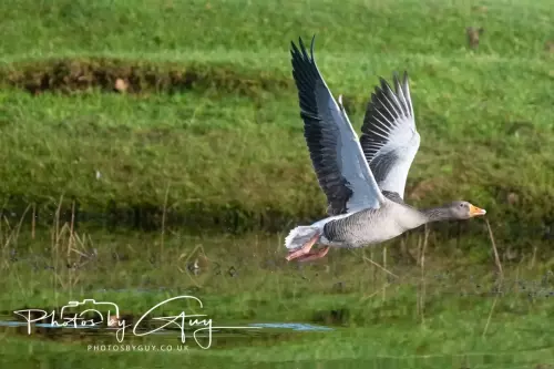 12 Nov 2024 : Frizington, Cumbria - Greylag