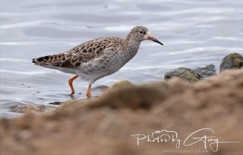 29 December 2024 , Martin Mere, Lancashire