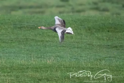 11 Nov 2024 : Frizington, Cumbria - Greylag