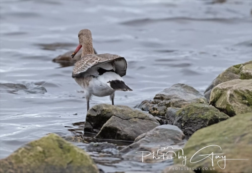 29 December 2024 , Martin Mere, Lancashire