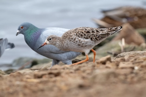 29 December 2024 , Martin Mere, Lancashire