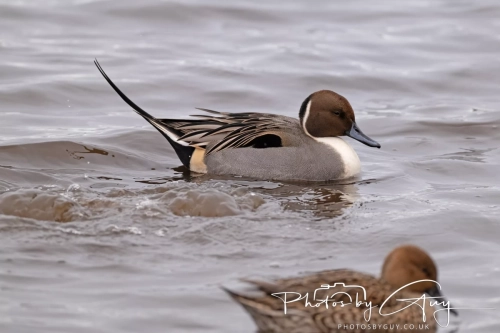 29 December 2024 , Martin Mere, Lancashire