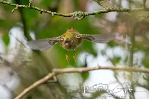 11 Nov 2024 : Frizington, Cumbria - Goldcrest