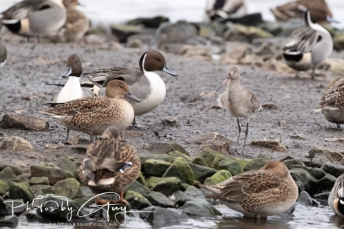 29 December 2024 , Martin Mere, Lancashire