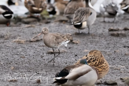 29 December 2024 , Martin Mere, Lancashire