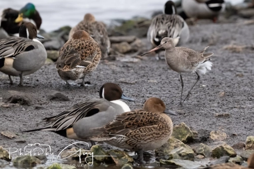 29 December 2024 , Martin Mere, Lancashire