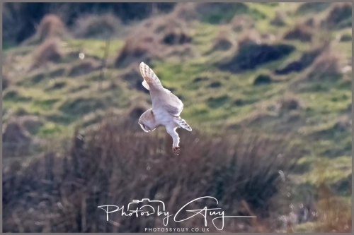 16 feb 2025 : Barn Owl in flight near Frizington , Cumbria