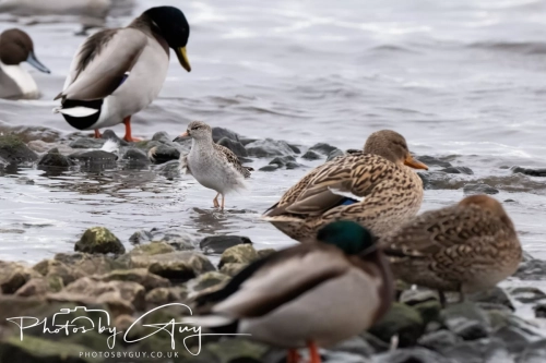 29 December 2024 , Martin Mere, Lancashire