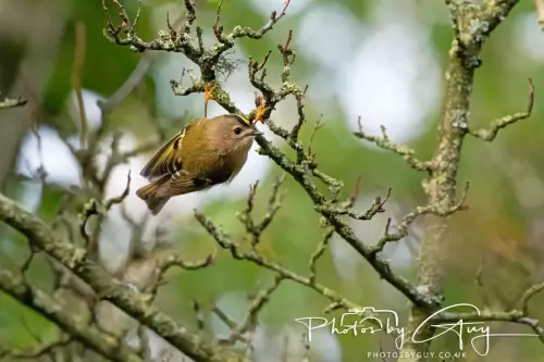 11 Nov 2024 : Frizington, Cumbria - Goldcrest