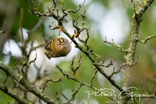 11 Nov 2024 : Frizington, Cumbria - Goldcrest