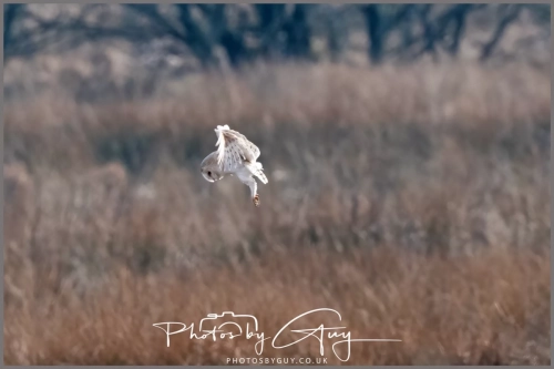 16 feb 2025 : Barn Owl in flight near Frizington , Cumbria