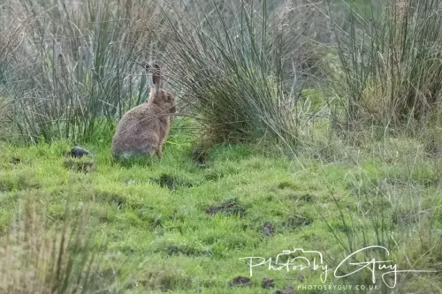 11 Nov 2024 : Frizington, Cumbria - Hare