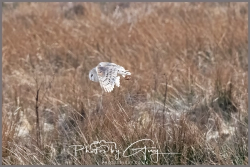 16 feb 2025 : Barn Owl in flight near Frizington , Cumbria