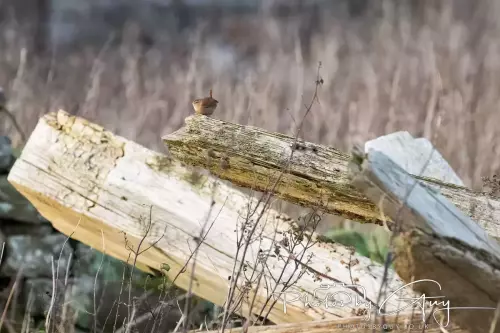 11 Nov 2024 : Frizington, Cumbria - Wren