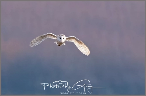 16 feb 2025 : Barn Owl in flight near Frizington , Cumbria
