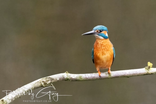 29 December 2024 , Martin Mere, Lancashire