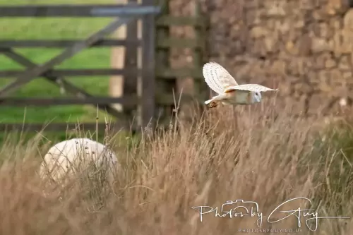 12 Nov 2024 : Frizington, Cumbria - Barn Owl