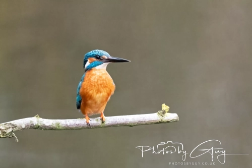 29 December 2024 , Martin Mere, Lancashire