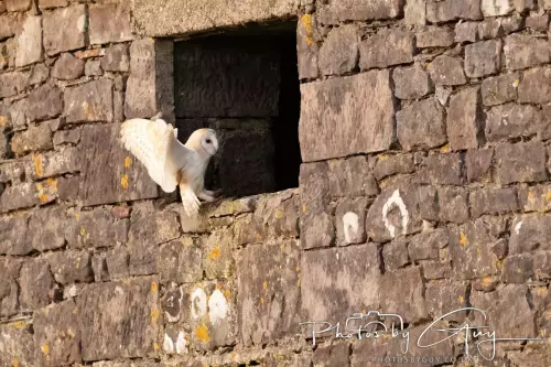 12 Nov 2024 : Frizington, Cumbria - Barn Owl
