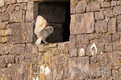 NZ8_9306-12 Nov 2024 : Frizington, Cumbria - Barn Owl