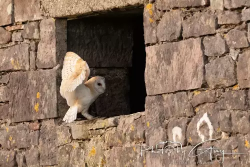 12 Nov 2024 : Frizington, Cumbria - Barn Owl