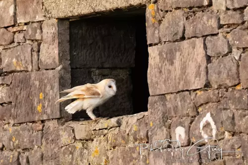 12 Nov 2024 : Frizington, Cumbria - Barn Owl