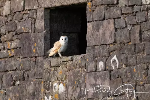 11 Nov 2024 : Frizington, Cumbria - Barn Owl