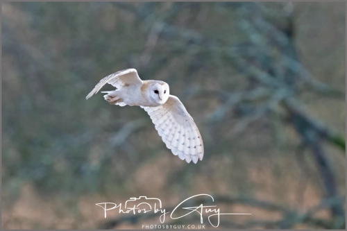 16 feb 2025 : Barn Owl in flight near Frizington , Cumbria