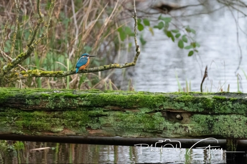 29 December 2024 , Martin Mere, Lancashire