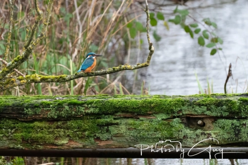 29 December 2024 , Martin Mere, Lancashire