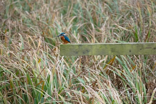 29 December 2024 , Martin Mere, Lancashire