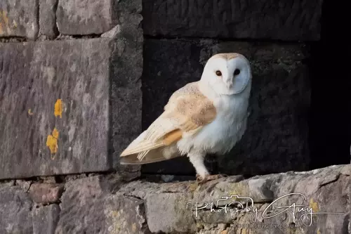 11 Nov 2024 : Frizington, Cumbria - Barn Owl