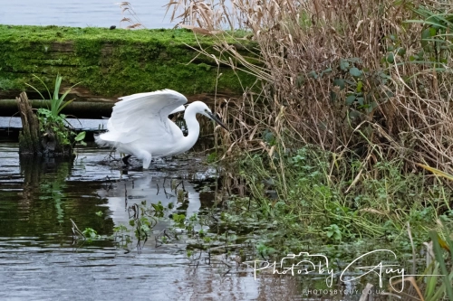 29 December 2024 , Martin Mere, Lancashire