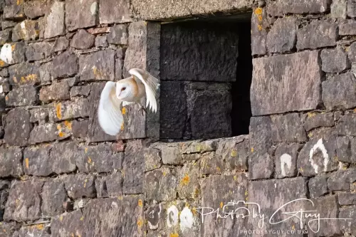 12 Nov 2024 : Frizington, Cumbria - Barn Owl