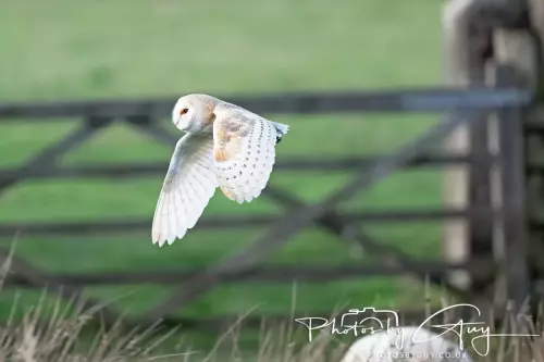 11 Nov 2024 : Frizington, Cumbria - Barn Owl