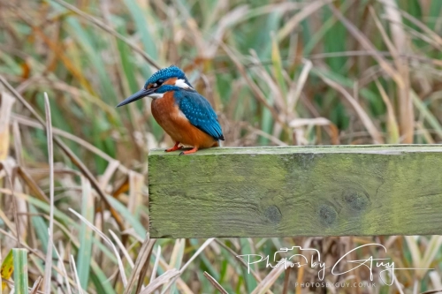 29 December 2024 , Martin Mere, Lancashire