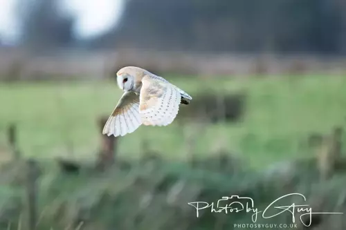 11 Nov 2024 : Frizington, Cumbria - Barn Owl