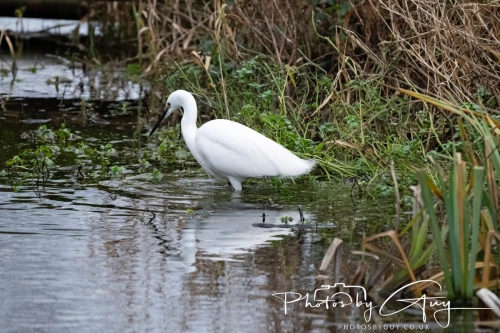 29 December 2024 , Martin Mere, Lancashire