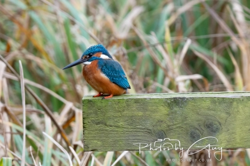 29 December 2024 , Martin Mere, Lancashire