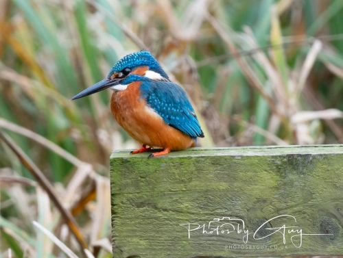 29 December 2024 , Martin Mere, Lancashire