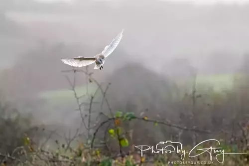 12 Nov 2024 : Frizington, Cumbria - Barn Owl
