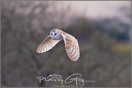 16 feb 2025 : Barn Owl in flight near Frizington , Cumbria