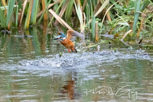 29 December 2024 , Martin Mere, Lancashire