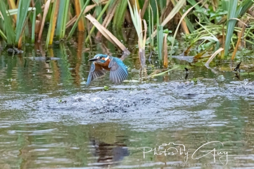 29 December 2024 , Martin Mere, Lancashire