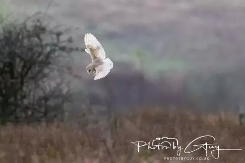 12 Nov 2024 : Frizington, Cumbria - Barn Owl