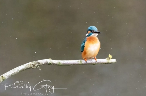 29 December 2024 , Martin Mere, Lancashire